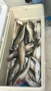 Perch or walleye? Why not both?