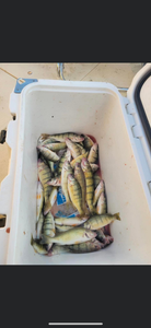 Two European perch caught fishing in OH