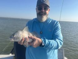 Black drum fish being held on fishing boat in Rockport TX waters