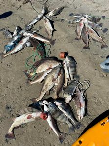 Multiple redfish and black drum caught during fishing trip in Rockport TX laid out on sandy beach