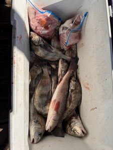 Fresh caught redfish and black drum in cooler from Rockport TX fishing trip
