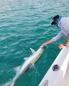 Massive silver tarpon boat-side