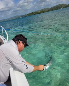Vibrant tarpon catch in crystal-clear shallows