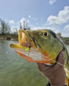 Freshly caught bass with fishing lure in mouth held above water in Dorado PR