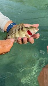 Nassau Grouper fish in Dorado