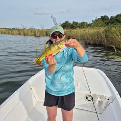 Peacock bass caught while fishing in Dorado Puerto Rico from white boat near marshy shoreline