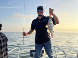 Amazing Black Drum catch!