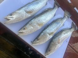 Speckled Trout: Spots of Sunshine!