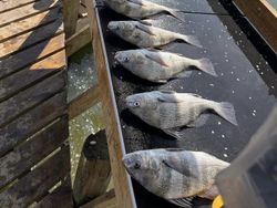Black Drum Fiesta!!