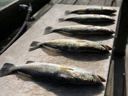 Trout  Fever!!!!!