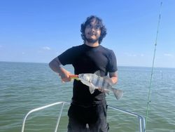 Black Drum fishing in Port Mansfield