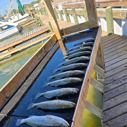 3 spotted weakfish caught in TX
