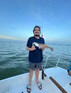 Spotted Weakfish caught in TX