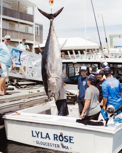 Gloucester, MA Massive Tuna