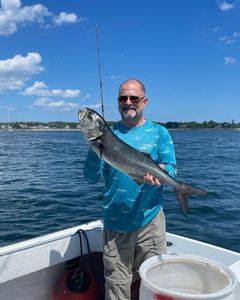 Bluefish in Gloucester, MA