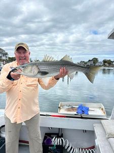 Striped Bass in Gloucester