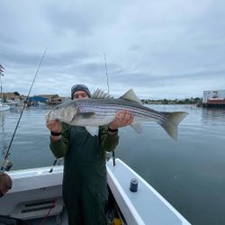 Striped Bass fishing Gloucester
