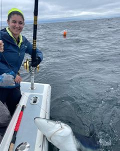 Shark fishing Gloucester