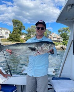 Big Bluefish Gloucester MA