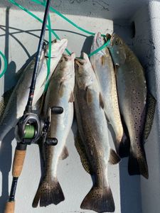 Galveston, TX wade fish for Speckled  Trout 