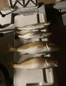 Spotted Weakfish and Redfish caught while fishing in TX