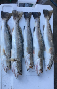 Five spotted weakfish caught fishing in Galveston