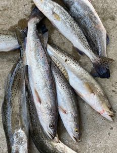 Four spotted weakfish caught while fishing in Galveston