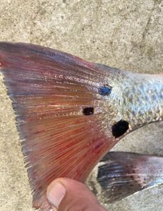 Fishing in TX