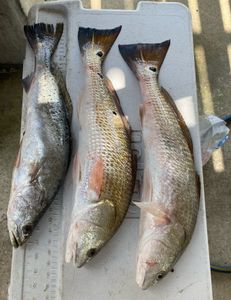 3 redfish caught on fishing trip in TX