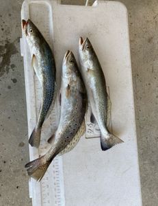 Two spotted weakfish caught while fishing in Galveston