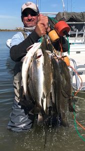 Spotted weakfish caught by two people in Galveston