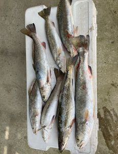 7 spotted weakfish caught in Galveston, fishing