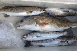 Five spotted weakfish, redfish, and spotted weakfish fish caught in TX