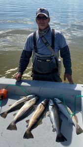 Three spotted weakfish, 15 inches long, caught while fishing in Galveston