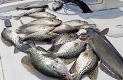 6 white crappie fish caught in TX