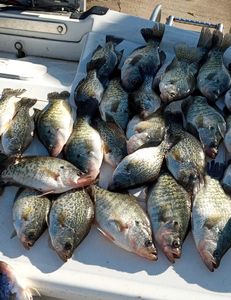 9 crappie fish caught in Texas while fishing