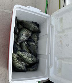 3 fish caught while fishing in TX