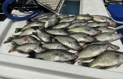 Five fish caught while fishing in Quitman