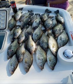 7 crappie fish caught while fishing in Quitman