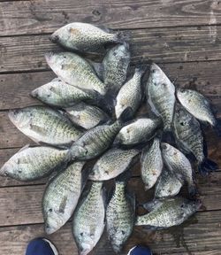 Crappie and flier fish caught in Quitman during fishing trip
