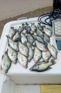 Six fish caught while fishing in TX