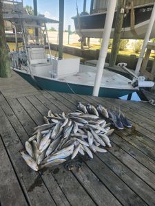 Fish-Species