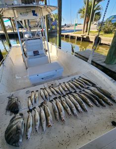 Sheepshead and Spotted Weakfish caught in New Orleans