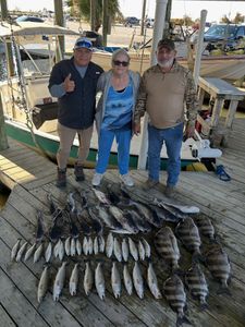 Five sheepshead fish caught while fishing in New Orleans