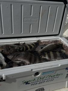 Three sheepshead and spotted weakfish caught fishing in LA
