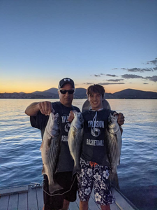 Three striped bass caught while fishing in Arizona