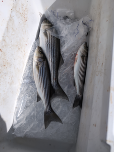 Caught some stripers, time to cook up a feast!