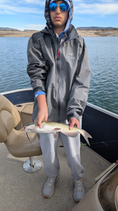 Nice channel catfish from Lake Pleasant!