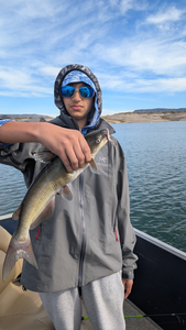 Nice Lake Pleasant channel catfish on the water!