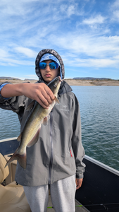 Nice Lake Pleasant channel catfish on the boat!